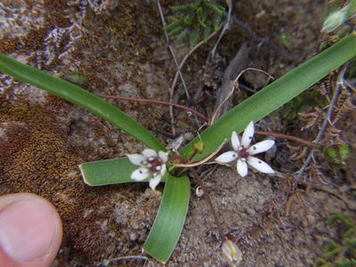 Oziroe acaulis, photographed by cstobie