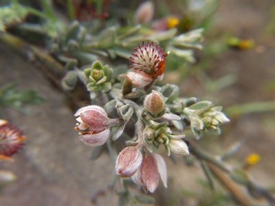 Krameria lappacea, photographed by cstobie