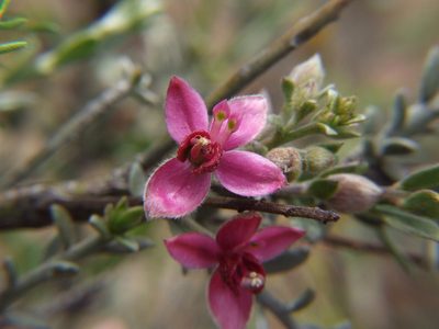Krameria lappacea, photographed by cstobie