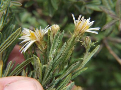 Diplostephium meyenii, photographed by cstobie