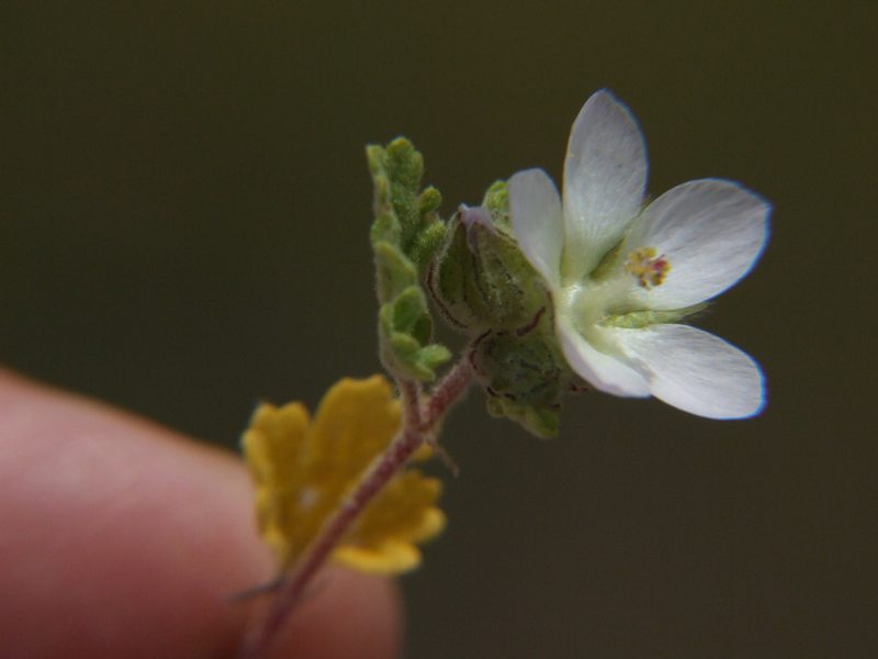 Tarasa tenuis, photographed by cstobie