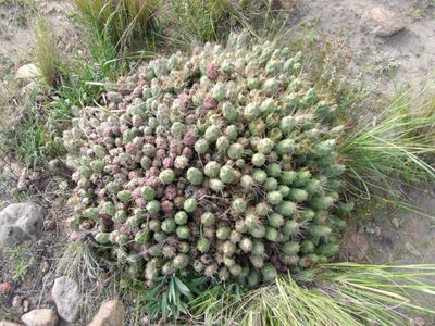 Cumulopuntia corotilla, photographed by cstobie