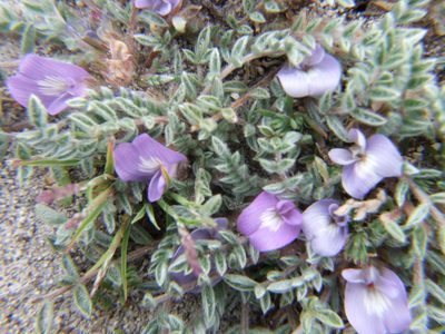 Astragalus pusillus, photographed by cstobie