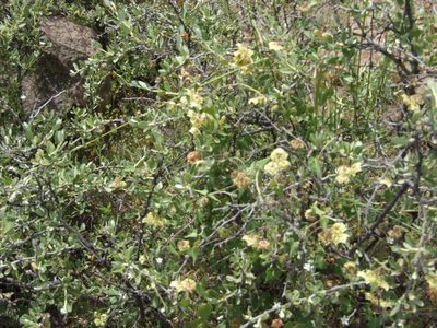 Philibertia solanoides, photographed by cstobie