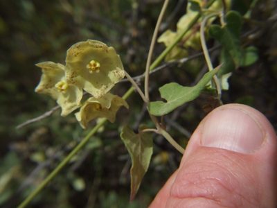 Philibertia solanoides, photographed by cstobie