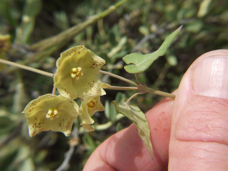 Philibertia solanoides, photographed by cstobie
