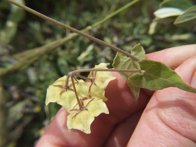 Philibertia solanoides, photographed by cstobie