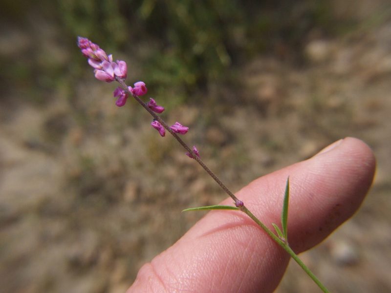 Monnina macbridei, photographed by cstobie