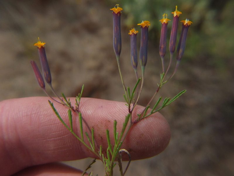 Tagetes multiflora, photographed by cstobie