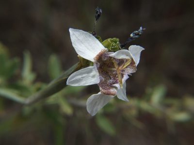Tigridia arequipensis, photographed by cstobie