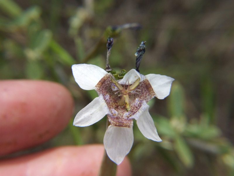 Tigridia arequipensis, photographed by cstobie