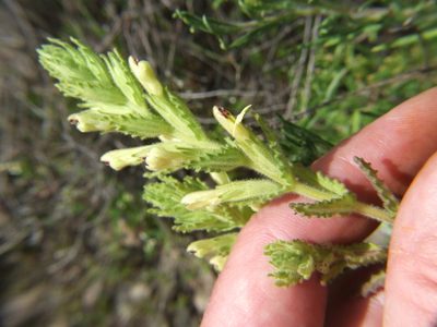Neobartsia serrata, photographed by cstobie