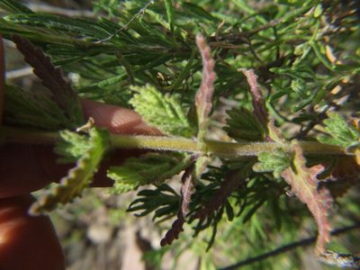 Neobartsia serrata, photographed by cstobie