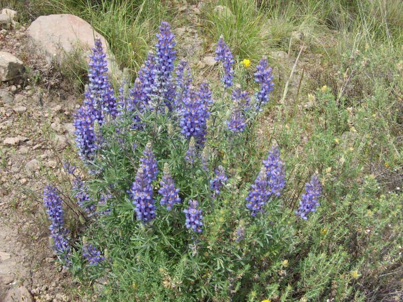 Lupinus saxatilis, photographed by cstobie