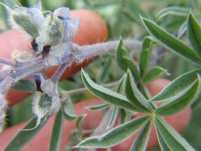 Lupinus saxatilis, photographed by cstobie
