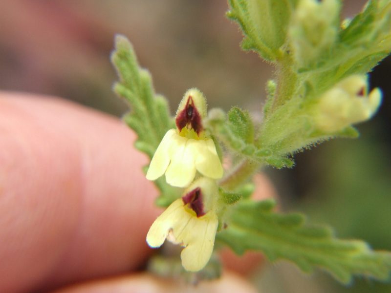 Neobartsia serrata, photographed by cstobie