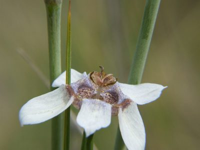 Tigridia arequipensis, photographed by cstobie