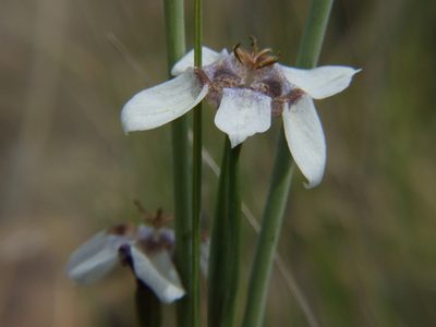 Tigridia arequipensis, photographed by cstobie
