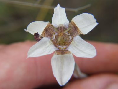 Tigridia arequipensis, photographed by cstobie