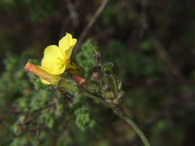 Oxalis megalorrhiza, photographed by cstobie