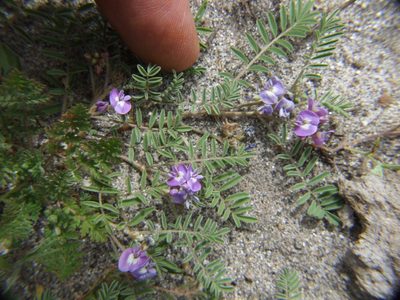 Astragalus micranthellus, photographed by cstobie