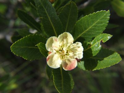 Kageneckia lanceolata, photographed by cstobie