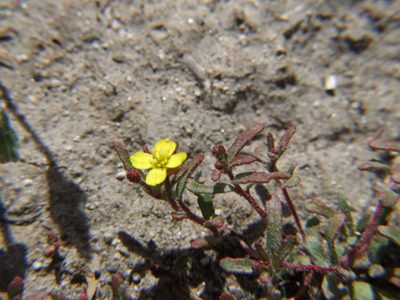 Camissonia dentata, photographed by cstobie