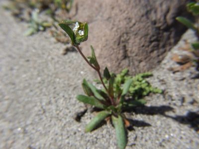 Plagiobothrys myosotoides, photographed by cstobie