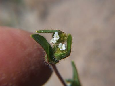 Plagiobothrys myosotoides, photographed by cstobie
