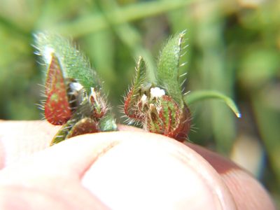 Plagiobothrys myosotoides, photographed by cstobie