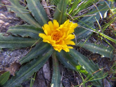 Hypochaeris meyeniana, photographed by cstobie