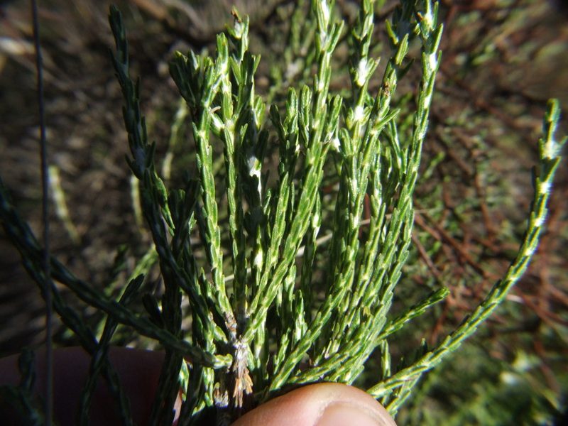 Parastrephia quadrangularis, photographed by cstobie