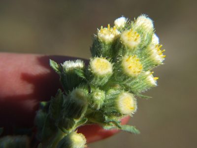 Laennecia artemisiifolia, photographed by cstobie