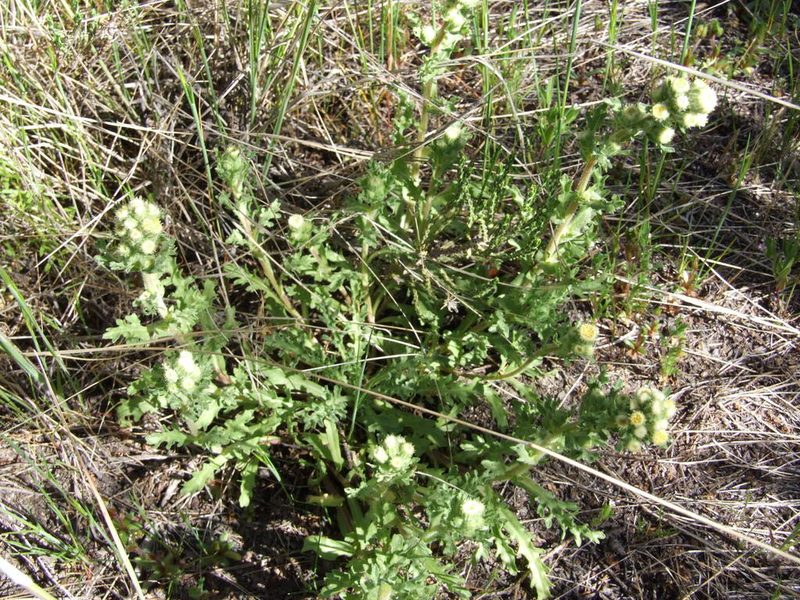 Laennecia artemisiifolia, photographed by cstobie