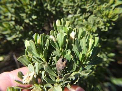 Baccharis tricuneata, photographed by cstobie
