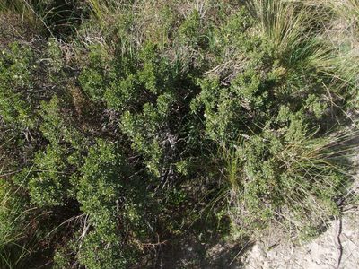 Baccharis tricuneata, photographed by cstobie