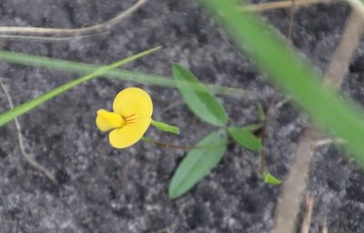 Zornia capensis, photographed by Tony Rebelo