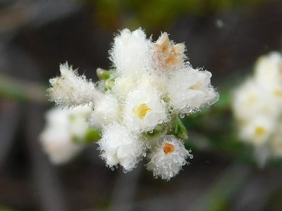 Lachnaea greytonensis, photographed by Klaus Wehrlin