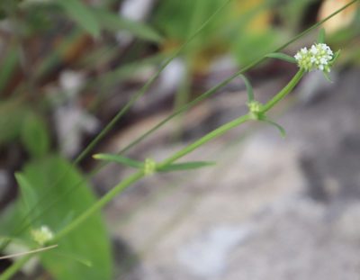 Spermacoce natalensis, photographed by Tony Rebelo