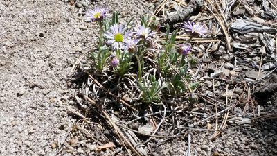 Erigeron vetensis, photographed by Craig Martin