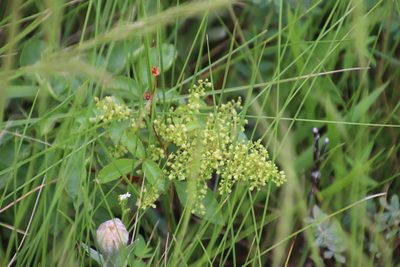 Searsia carnosula, photographed by Tony Rebelo