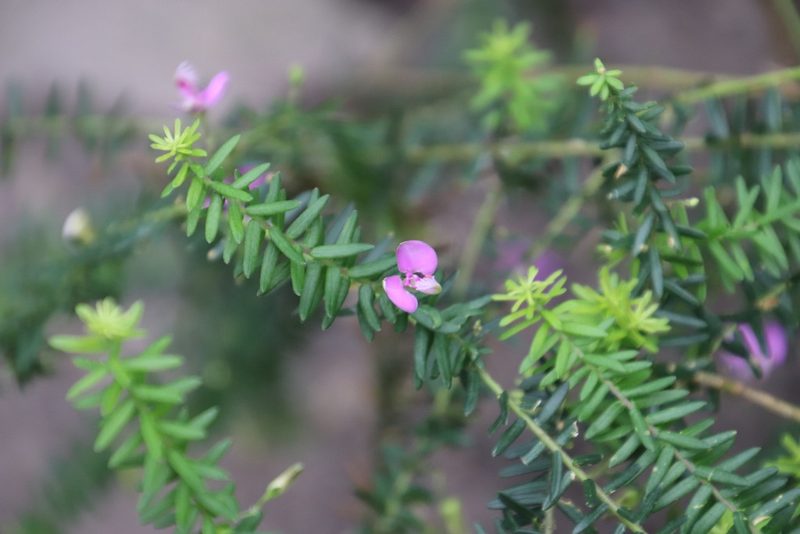 Polygala gazensis, photographed by Tony Rebelo