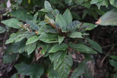 Mitriostigma axillare, photographed by Tony Rebelo