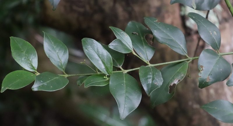 Cassinopsis tinifolia, photographed by Tony Rebelo
