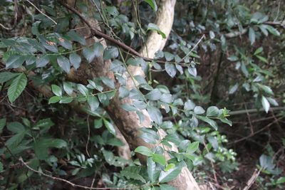 Cassinopsis tinifolia, photographed by Tony Rebelo