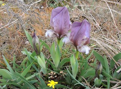 Iris suaveolens, photographed by katunchik