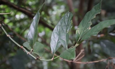 Mitriostigma axillare, photographed by Tony Rebelo