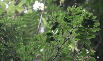 Millettia grandis, photographed by Tony Rebelo