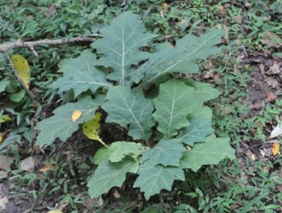 Solanum dasyphyllum, photographed by Tony Rebelo