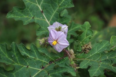 Solanum dasyphyllum, photographed by Tony Rebelo